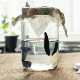 Medizinische Blutegel in einem Glas.